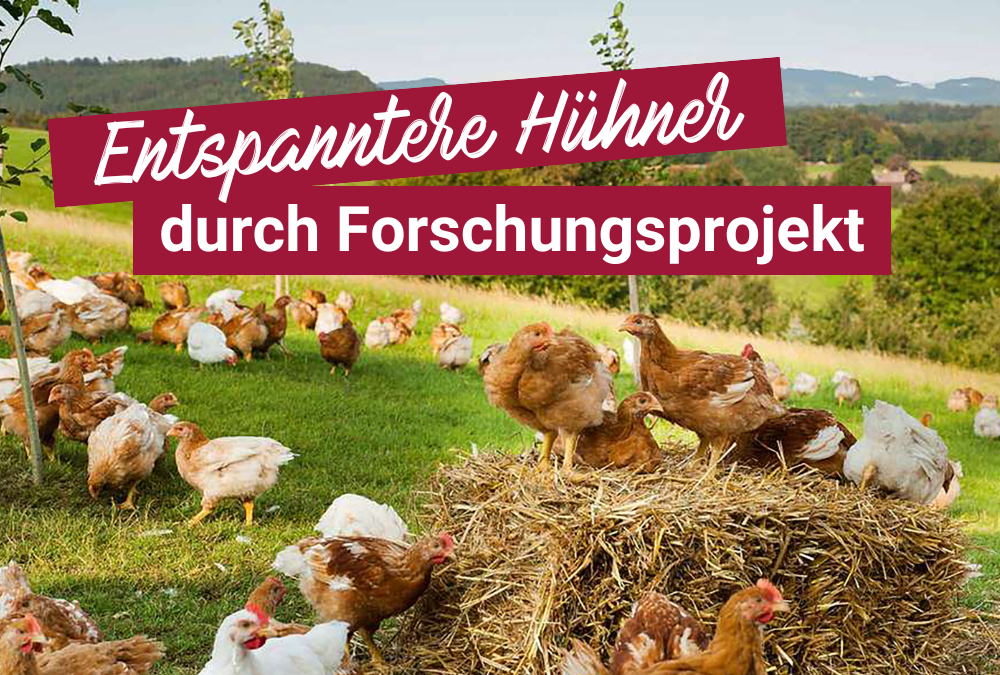 Entspanntere Hühner durch Forschungsprojekt