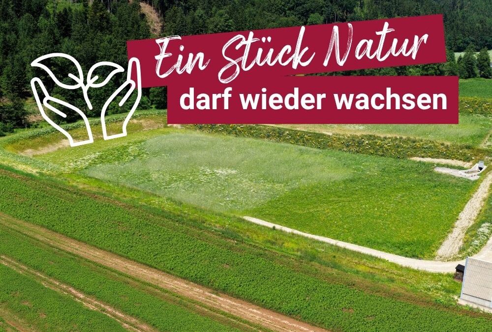 Grünfläche hinter dem Firmenareal